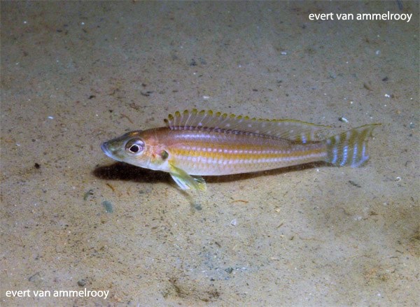 Reganochromis calliurus 'Chituta Bay'